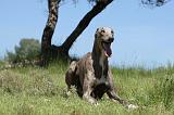 GREYHOUND 129